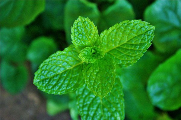 薄荷冬季怎么养护? 薄荷冬季怎么养护?