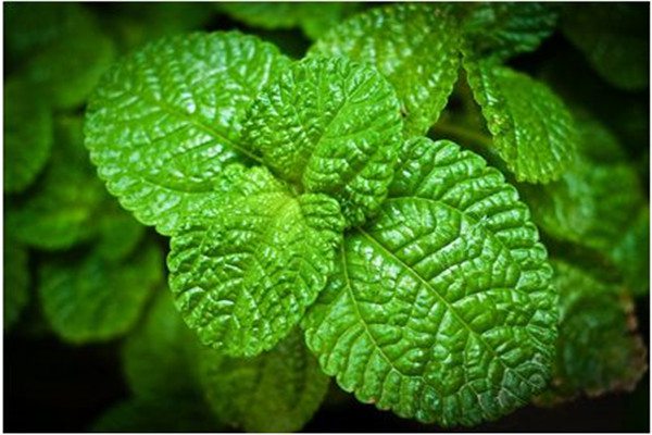 薄荷夏季怎么养 薄荷夏季怎么养