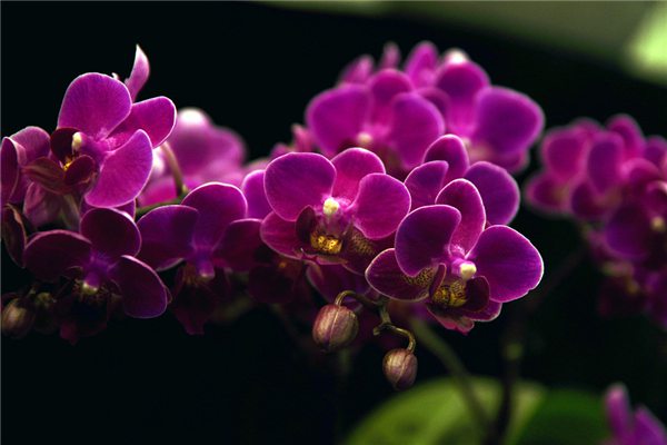 蝴蝶兰的花期养护 - 花百科