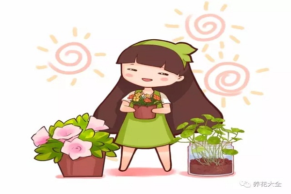 住手!这些花10天半月浇1次就行,浇多了肯定死! 住手!这些花10天半月浇1次就行,浇多了肯定死!