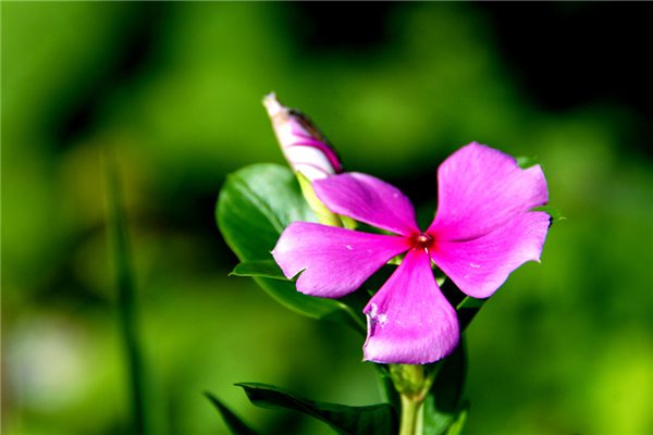 夏季给花浇水的5个要点 夏季给花浇水的5个要点
