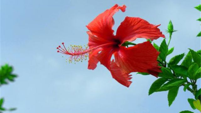 扶桑花有什么风水作用 扶桑花有什么风水作用