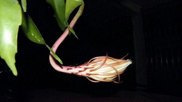 如何辨别昙花何时开花 如何辨别昙花何时开花