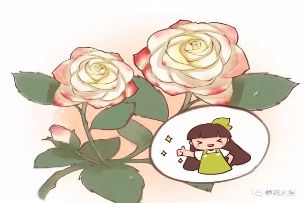 这6种花,四季都能开,北方花友只能干看着…… 这6种花,四季都能开,北方花友只能干看着……