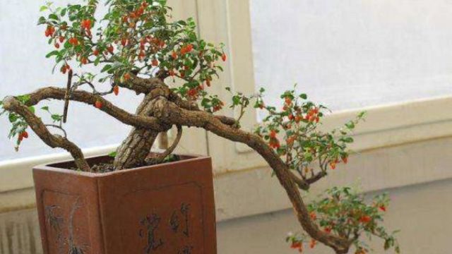 枸杞盆景怎么修剪 枸杞盆景怎么修剪