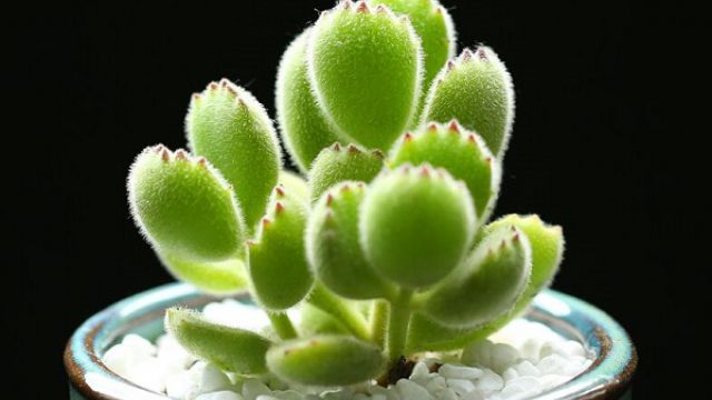 熊童子冬天怎么养 熊童子冬天怎么养