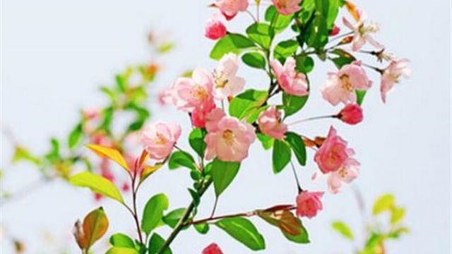 海棠花代表什么意思 海棠花代表什么意思