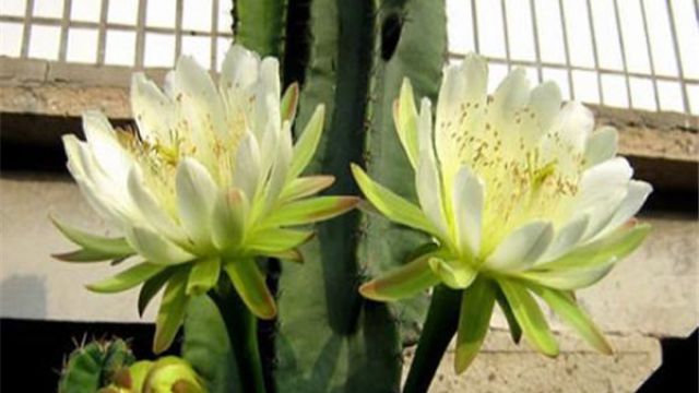 龙骨花叶子发黄怎么办? 龙骨花叶子发黄怎么办?
