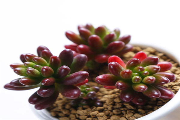 虹之玉长白虫子怎么办? 虹之玉长白虫子怎么办?