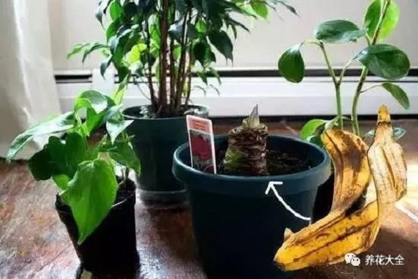 果皮比花肥还好使,放一点叶子不发黄,开花压弯