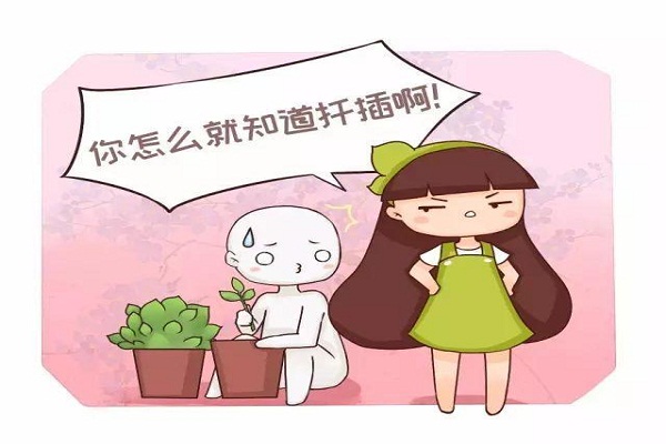 君子兰吊兰长小芽,直接摘下来就能活! 君子兰吊兰长小芽,直接摘下来就能活!