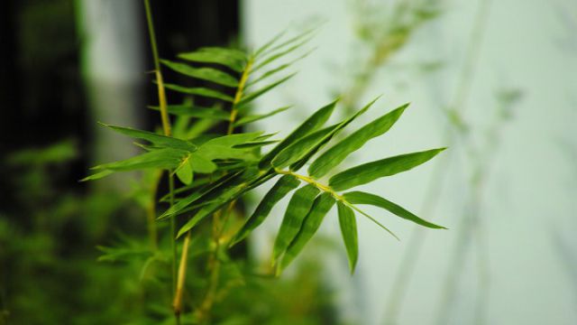 竹子的象征意义是什么 竹子的象征意义是什么