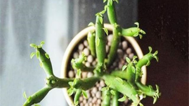 光棍树怎么修剪 光棍树怎么修剪
