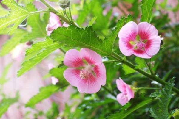 小木槿怎么过冬 小木槿怎么过冬