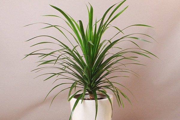 龙血树冬季怎么养,这样做整个冬天不黄叶! - 花