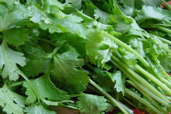 香菜的功效与作用 - 花百科