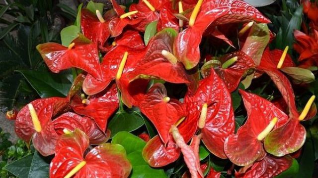 火鹤花的病虫害防治 火鹤花的病虫害防治