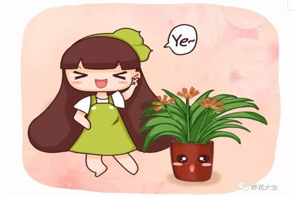只需3招,蟹爪兰君子兰越长越旺,花朵咕噜噜冒不停! 只需3招,蟹爪兰君子兰越长越旺,花朵咕噜噜冒不停!