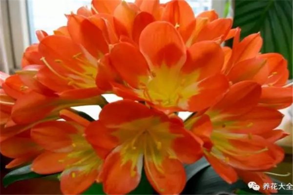 君子兰怎么养?这样养一年开花3次! 君子兰怎么养?这样养一年开花3次!
