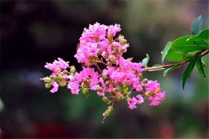 紫薇夏天怎么养才适合？