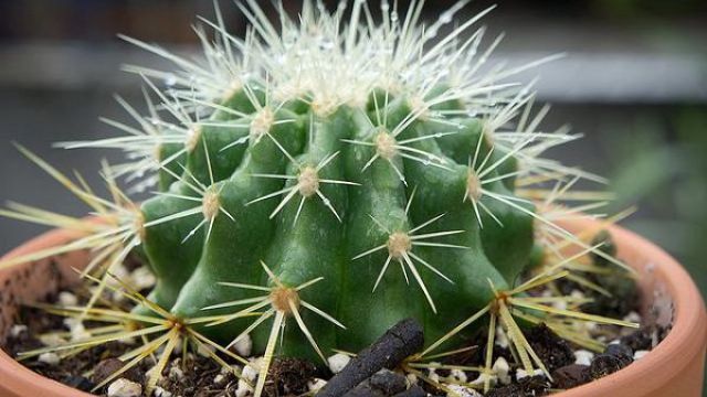 金琥球的常见品种 - 花百科