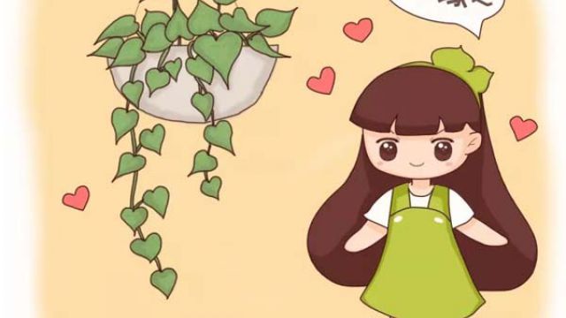 绿萝养护百科 绿萝养护百科