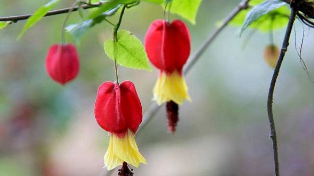 蔓性风铃花的养殖方法及注意事项 - 花百科