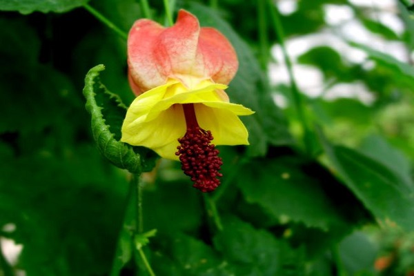 蔓性风铃花怎么浇水 蔓性风铃花怎么浇水
