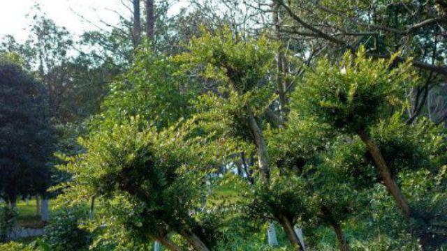小叶紫檀的鉴定方法 小叶紫檀的鉴定方法