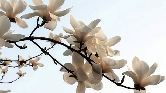 白玉兰的花语及象征意义 白玉兰的花语及象征意义