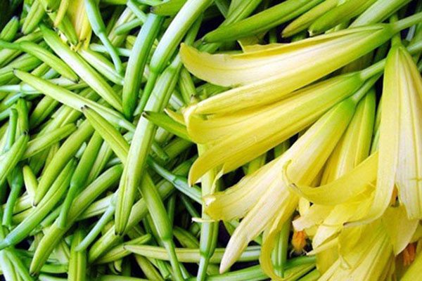黄花菜的主要品类 黄花菜的主要品类