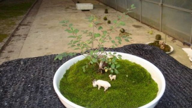 盆景放苔藓怎么浇水 盆景放苔藓怎么浇水