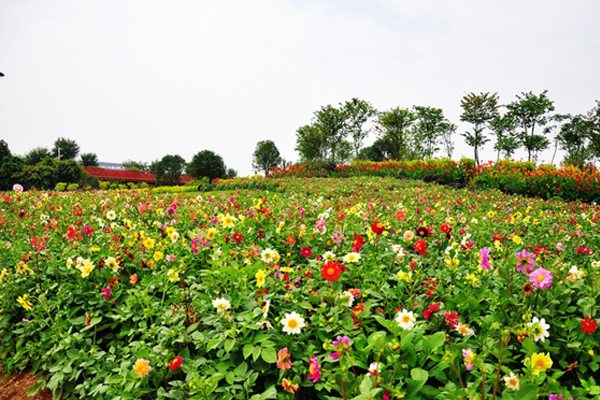 小丽花冬季开花吗 小丽花冬季开花吗