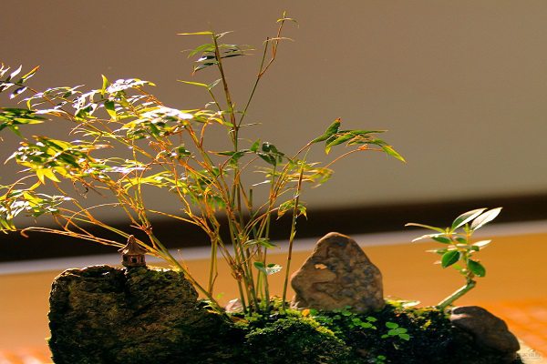 怎么制作紫竹盆景?这样做超艺术! 怎么制作紫竹盆景?这样做超艺术!