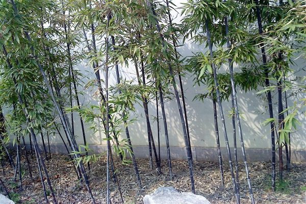紫竹的叶子发黄怎么办?找到原因很关键! 紫竹的叶子发黄怎么办?找到原因很关键!