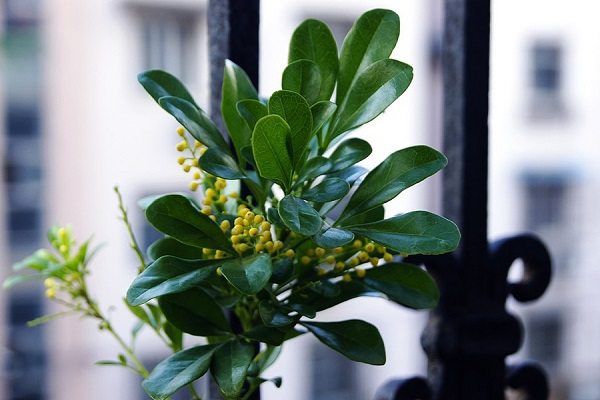 米兰花怎么浇水,这样浇就是比别人的香!