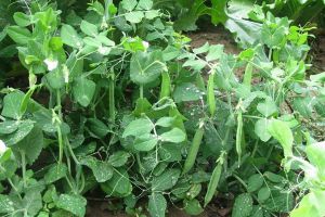 荷兰豆的病虫害防治