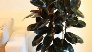 橡皮树简介,家庭养橡皮树常见问题大全 - 花百