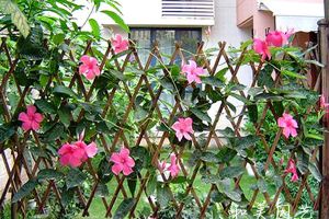 雪松叶子发黄是什么原因 - 花百科