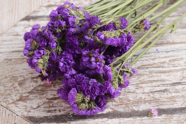 勿忘我怎么养开花更多 - 花百科