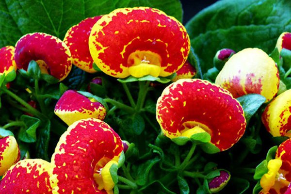 蒲包花冬天开花吗 蒲包花冬天开花吗