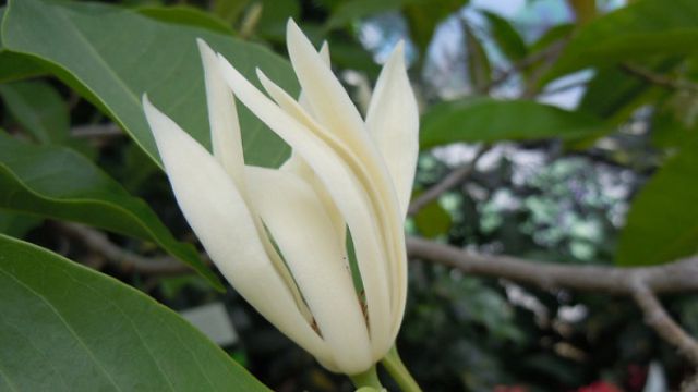 黄桷兰叶子发黄怎么办 黄桷兰叶子发黄怎么办