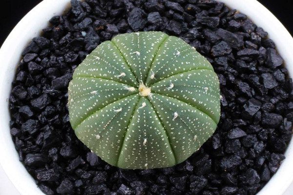 星兜怎么繁殖 星兜怎么繁殖