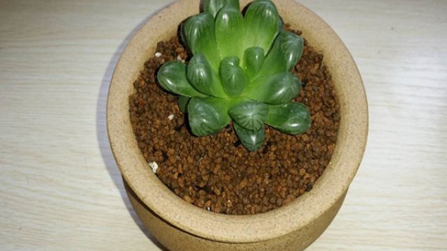 冰灯玉露怎么繁殖 冰灯玉露怎么繁殖