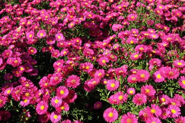 荷兰菊的种植方法 - 花百科