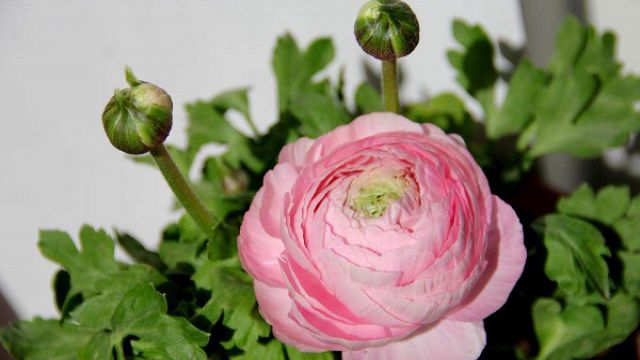 芹叶牡丹叶子发黄怎么办 芹叶牡丹叶子发黄怎么办