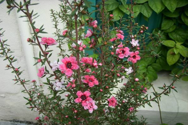 松红梅不开花怎么办 松红梅不开花怎么办