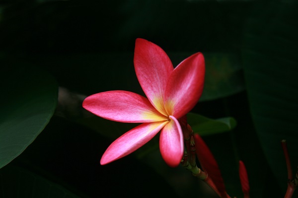 红鸡蛋花的病虫害防治 红鸡蛋花的病虫害防治