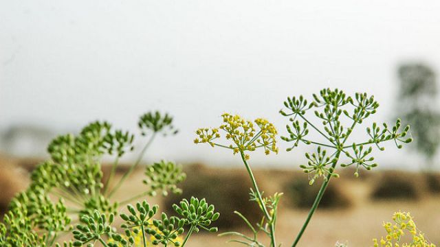 茴香的病虫害防治 茴香的病虫害防治