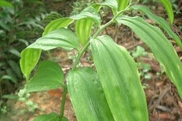 滇黄精的繁殖方式 滇黄精的繁殖方式